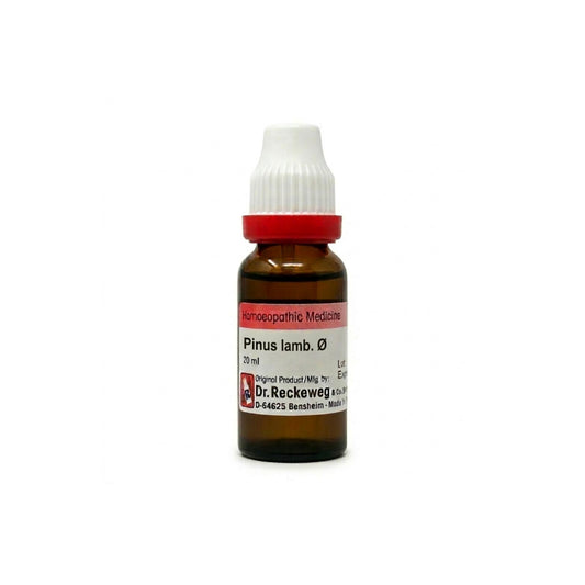 Pinus lamb Q